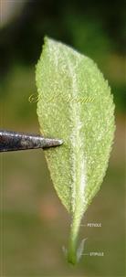   Leaf (Abaxial view) with stipules